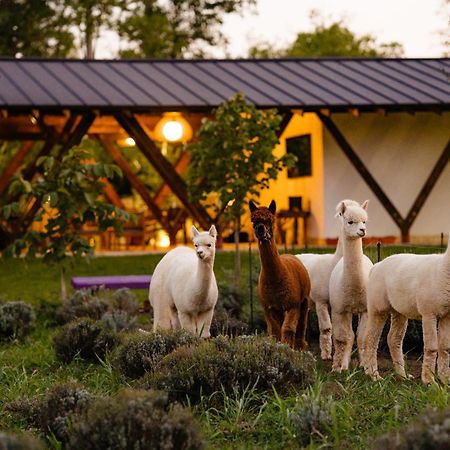 The Tribe Alpaca Retreat Hotel Branesti Exterior foto