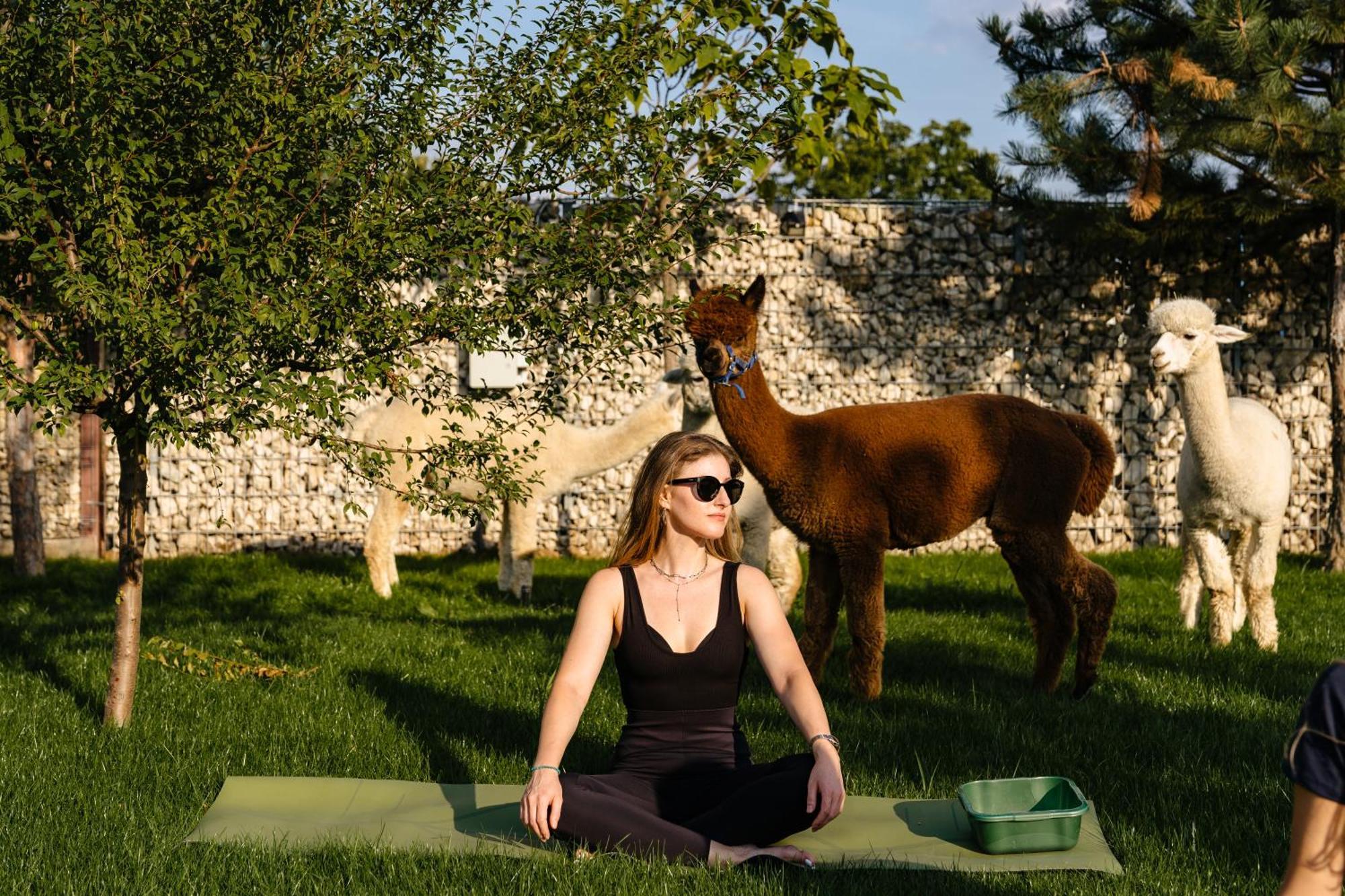 The Tribe Alpaca Retreat Hotel Branesti Exterior foto