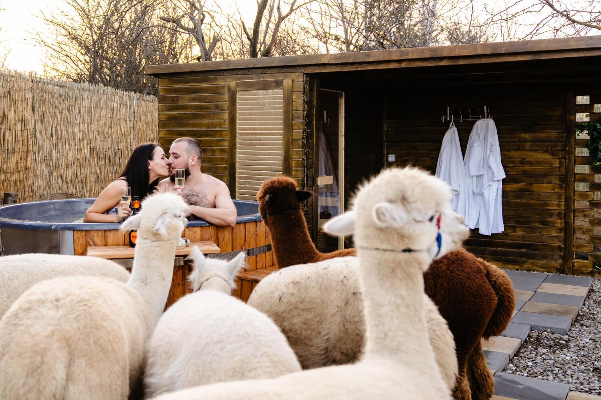 The Tribe Alpaca Retreat Hotel Branesti Exterior foto