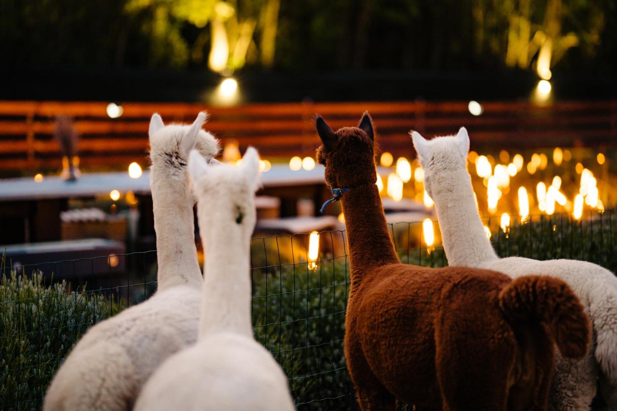 The Tribe Alpaca Retreat Hotel Branesti Exterior foto
