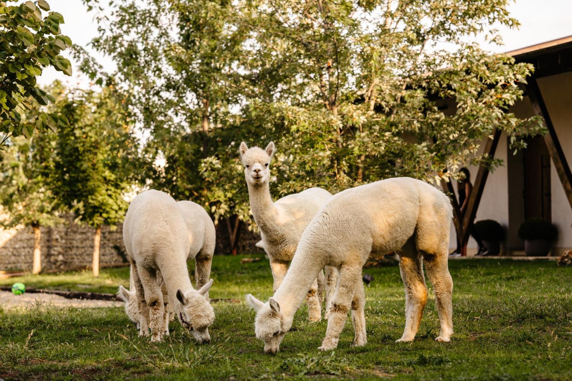 The Tribe Alpaca Retreat Hotel Branesti Exterior foto