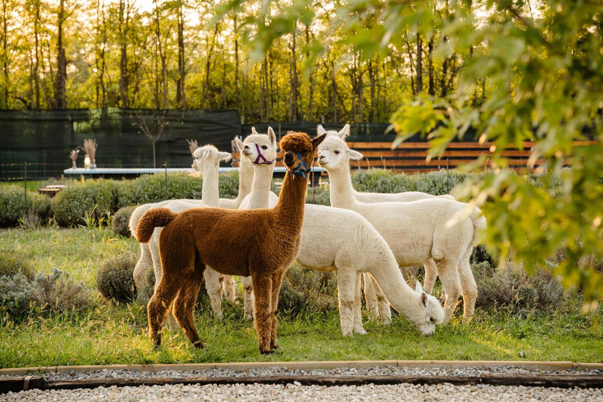 The Tribe Alpaca Retreat Hotel Branesti Exterior foto