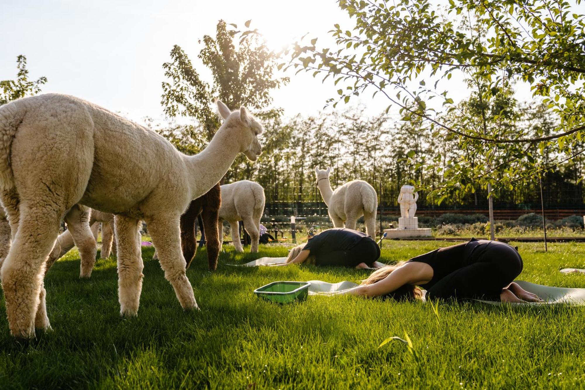 The Tribe Alpaca Retreat Hotel Branesti Exterior foto