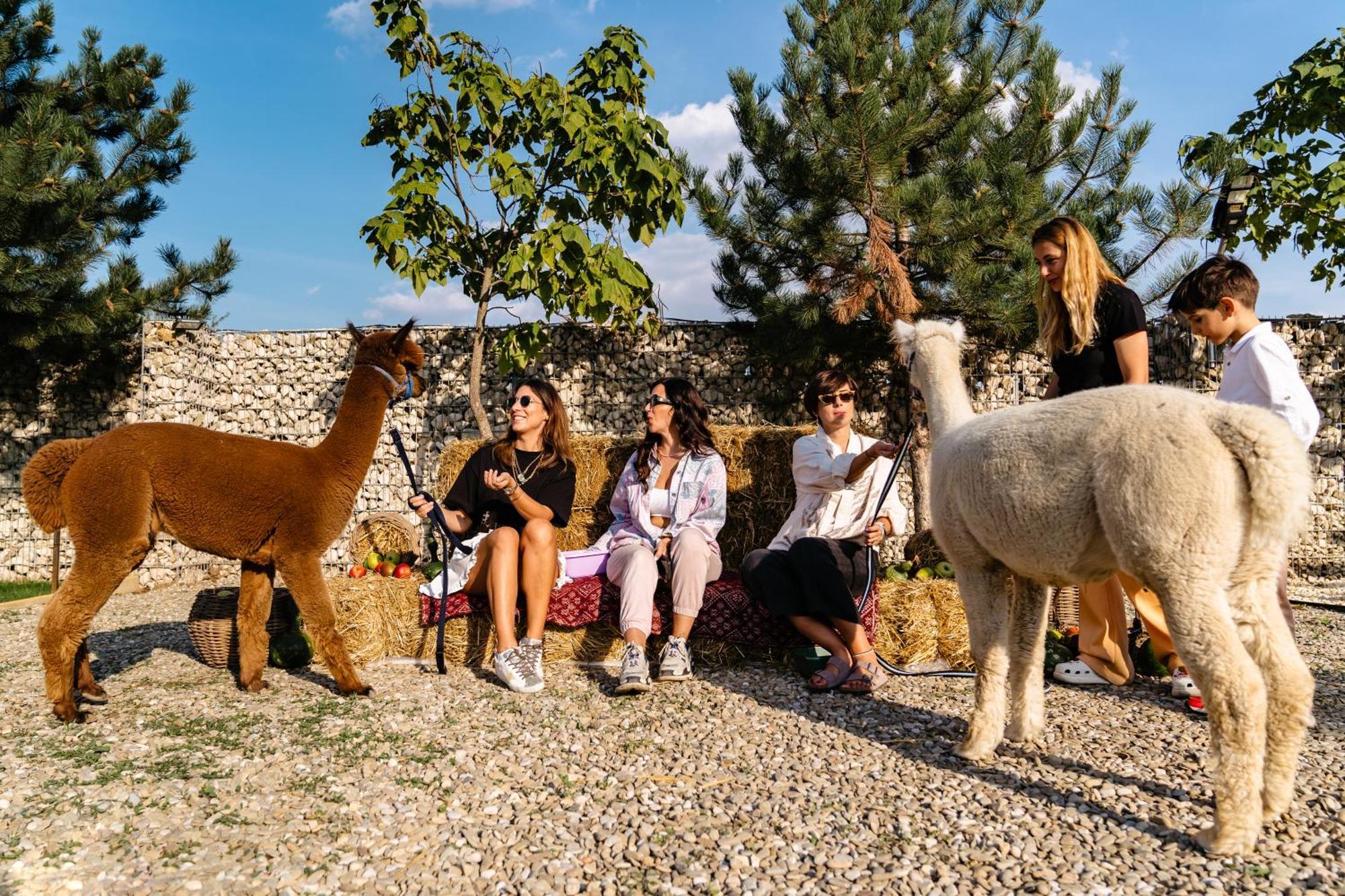 The Tribe Alpaca Retreat Hotel Branesti Exterior foto