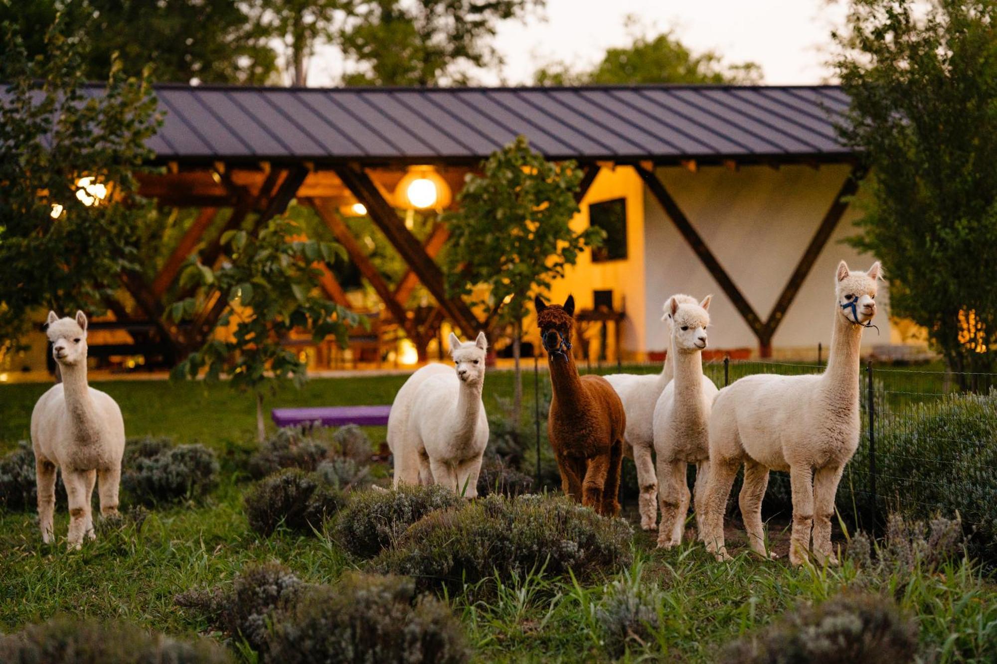 The Tribe Alpaca Retreat Hotel Branesti Exterior foto